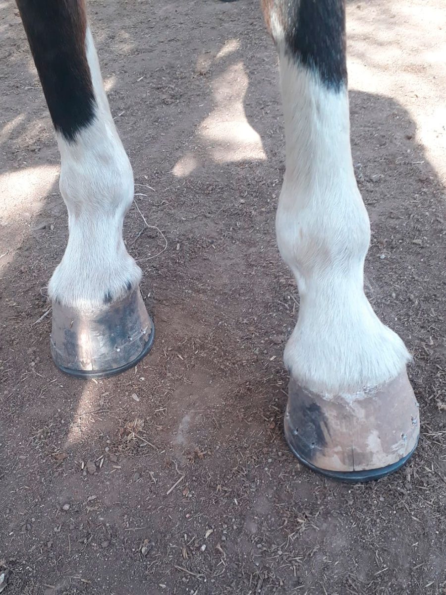 Caballo con casco limpio y saludable