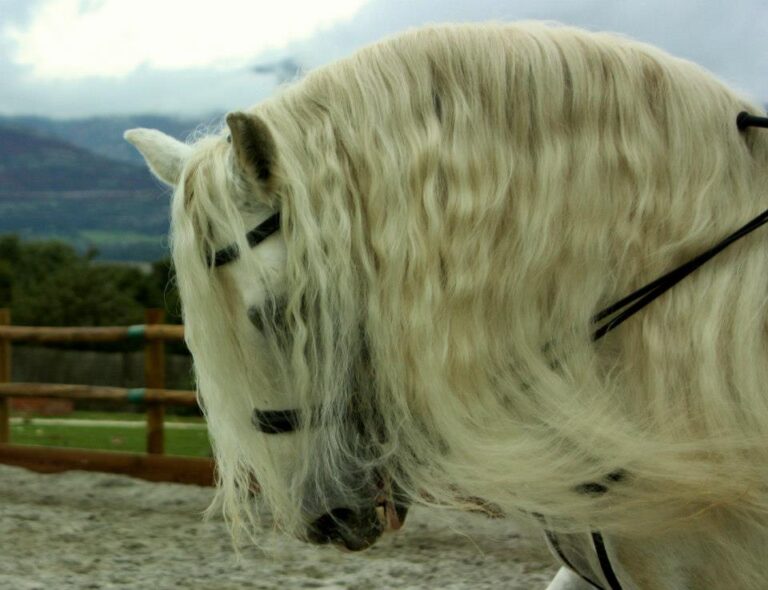 Qué es bueno para la crin del caballo