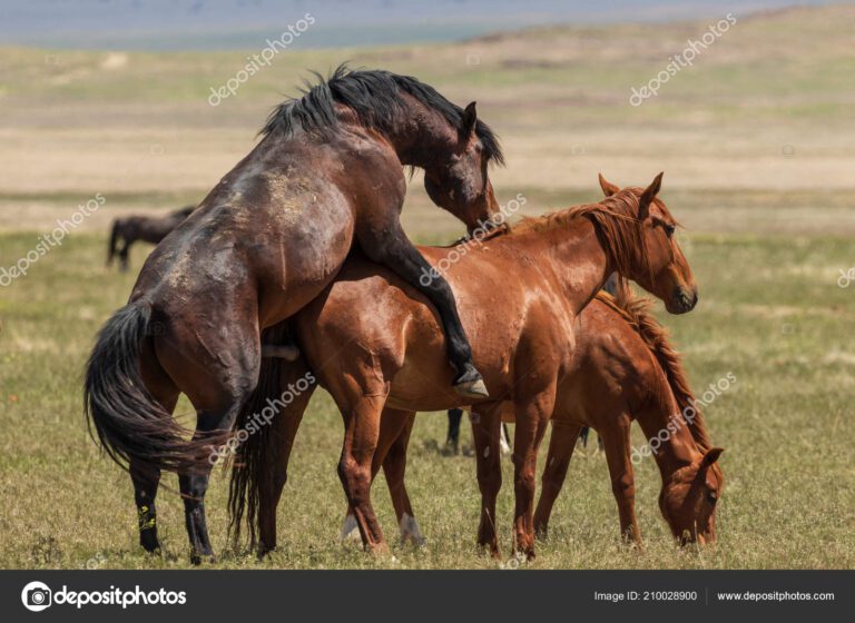 Cuánto tiempo dura el apareamiento de los caballos