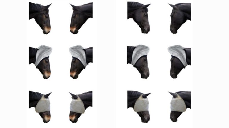 Qué significan las posiciones de las orejas de los caballos