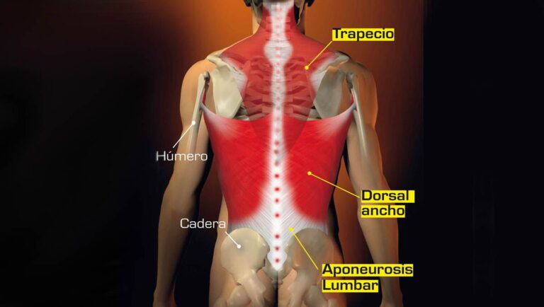 Qué función tiene el músculo dorsal