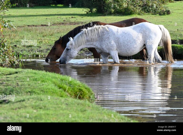Cuál es el Caballo de Río: Descubriendo esta Especie Única