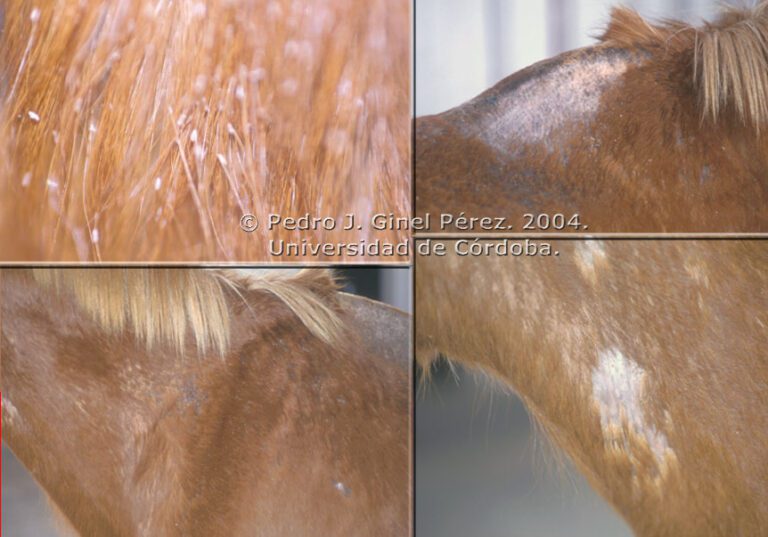 Pueden los humanos contraer piojos de un caballo