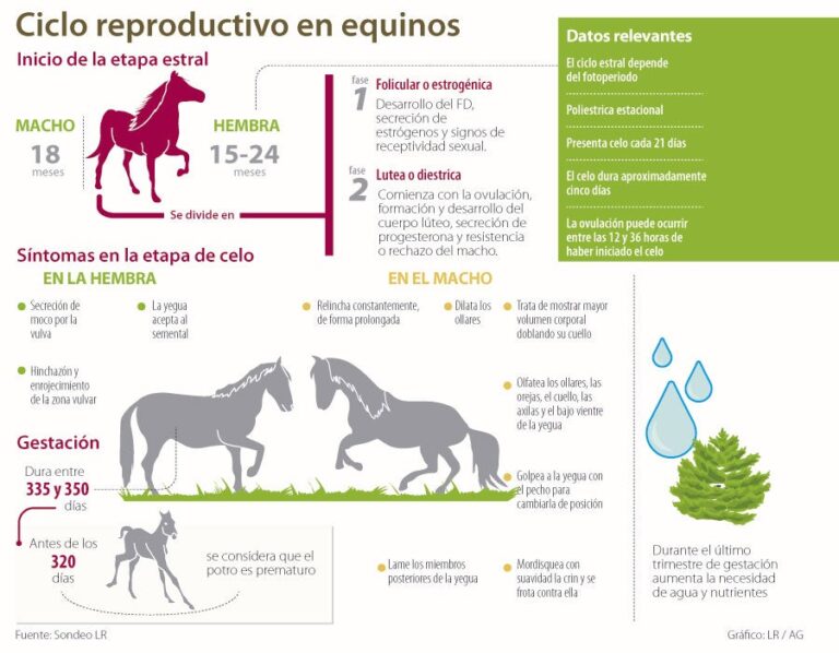 Cuántas veces se puede preñar una yegua