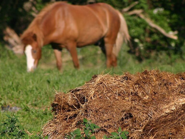 Qué se puede hacer con la caca de caballo