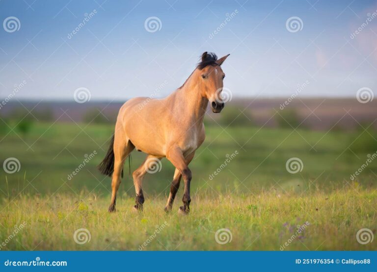 Cuánto corren por hora los caballos