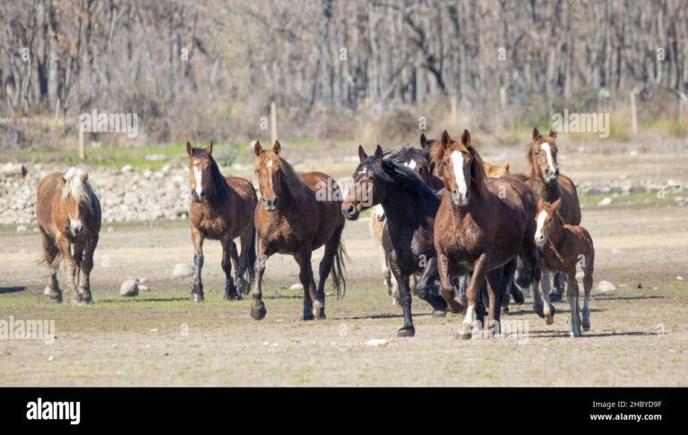 Dónde hay más caballos salvajes: Un estudio global