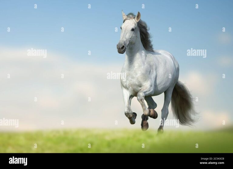 Cuánto mide un caballo de alto y de largo