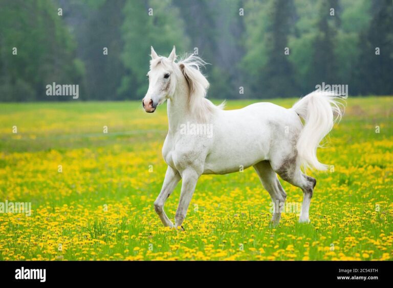 Qué le pasó al caballo Panamá Wes