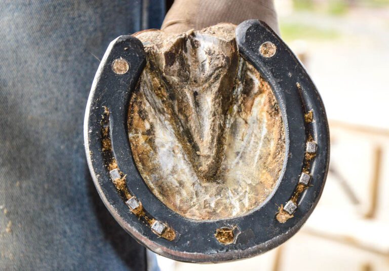 Cuánto tiempo le duran las herraduras a un caballo