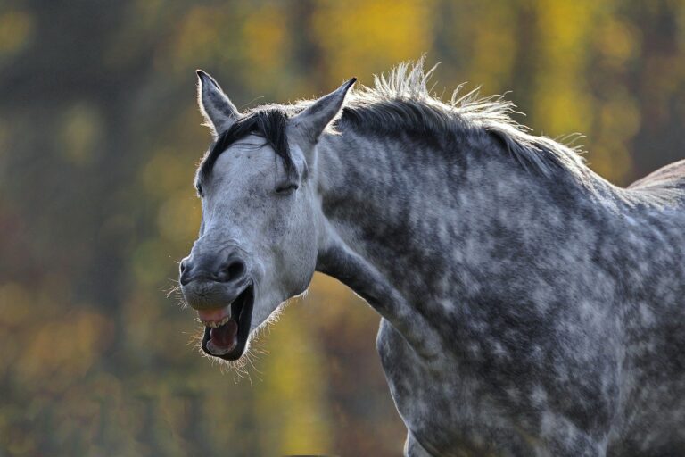 Qué sonido hace el caballo cuando relincha