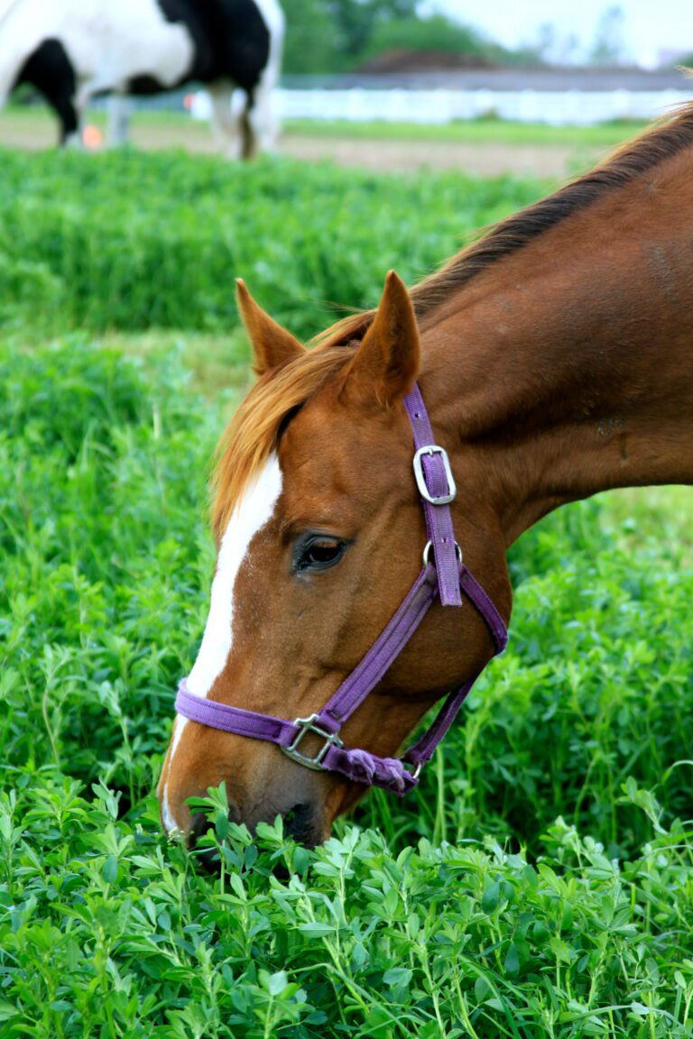 Qué tan buena es la alfalfa para los caballos