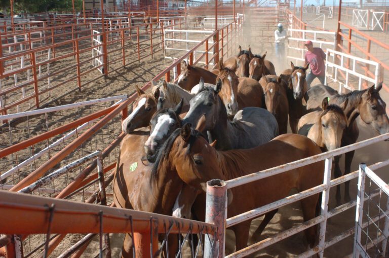 Dónde compraba sus caballos Joan Sebastian