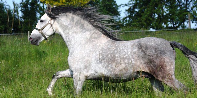 Cómo son los caballos de pura raza española