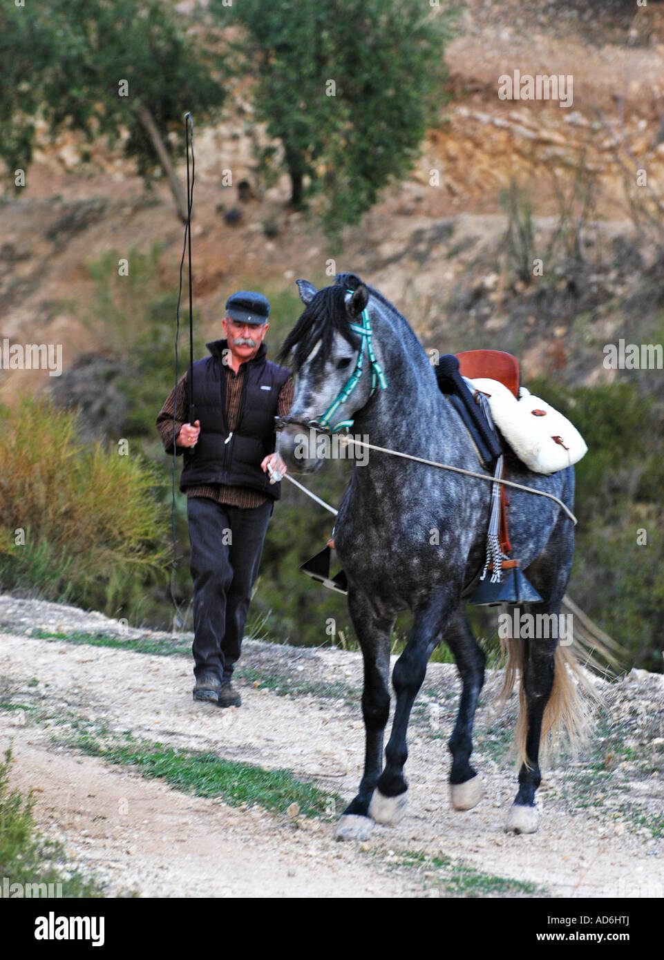 Caballo joven siendo entrenado por jinete experto
