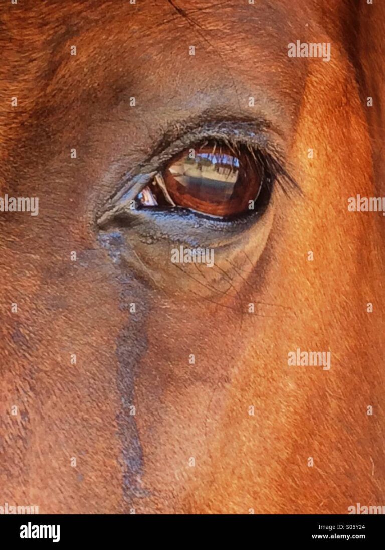 Por qué le lloran los ojos a los caballos
