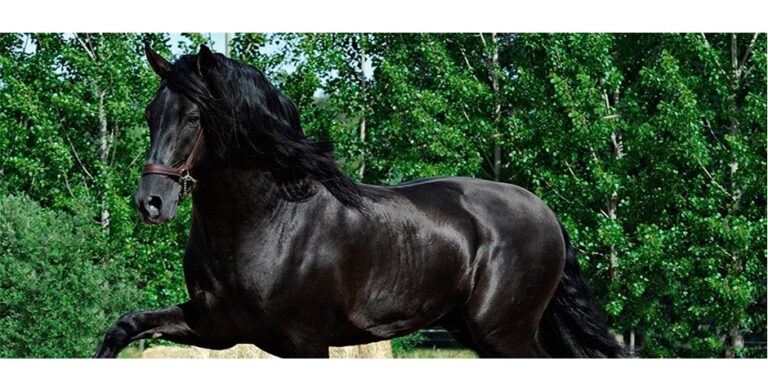 Cuánto pesa un caballo de Pura Raza Española