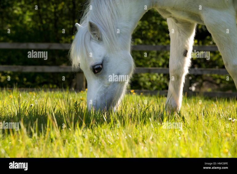 Cómo nacen los caballos blancos: Un vistazo al mundo equino