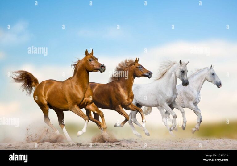 Cómo domar al caballo árabe blanco