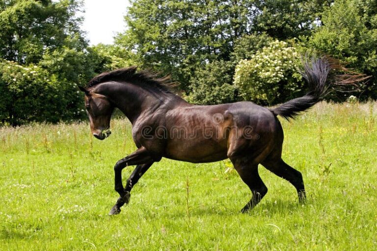 Que tienen de especial los caballos pura sangre