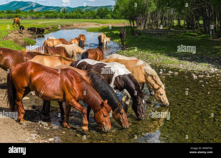 Cómo quitarle la calor a un caballo