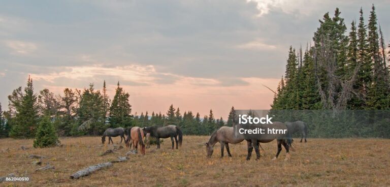 Dónde están los caballos salvajes en Estados Unidos