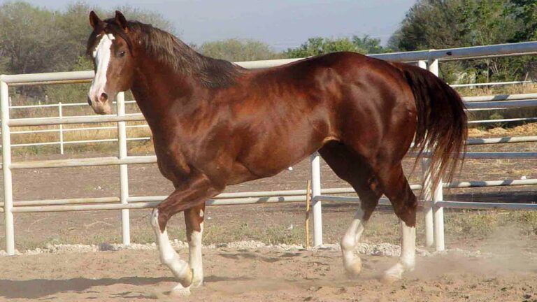 ¿Qué raza de caballo corre más? Descubriendo los equinos más veloces