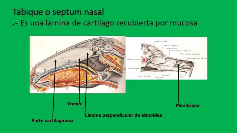 Pueden los caballos respirar por la boca