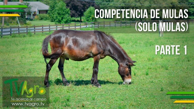 Qué animal es más fuerte el caballo o el burro