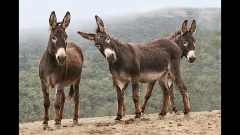 Qué otros animales pertenecen a la familia de los burros