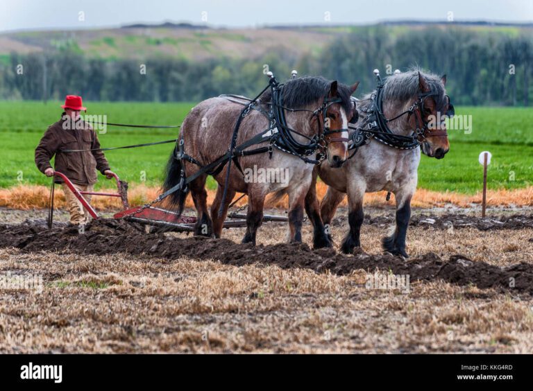 Cómo era el caballo en la Edad Media