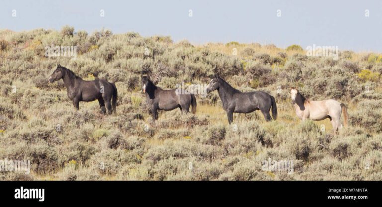 Quién tiene más caballos en el mundo