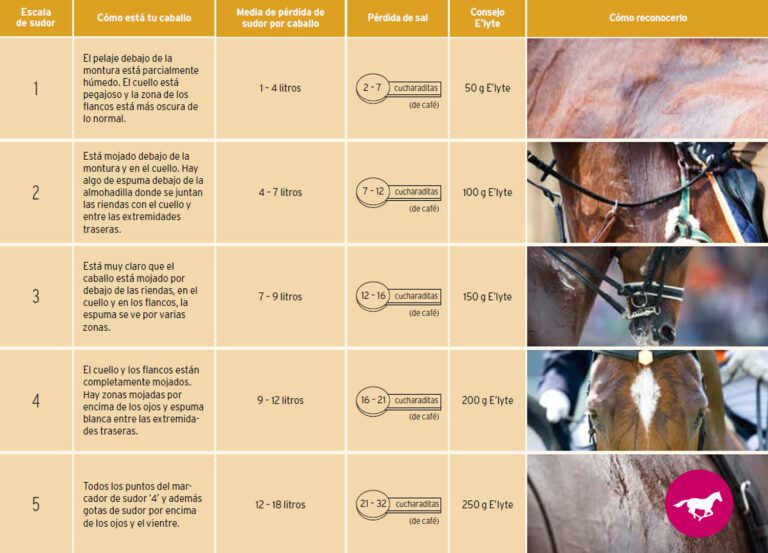 Por qué el sudor de los caballos es blanco