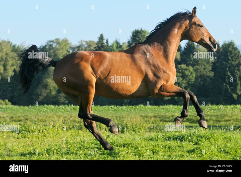 Macho en Caballos: Entendiendo su Significado y Características