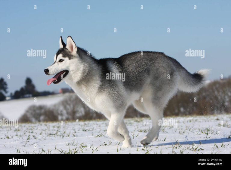 Cómo se llama la película de los perros en Alaska