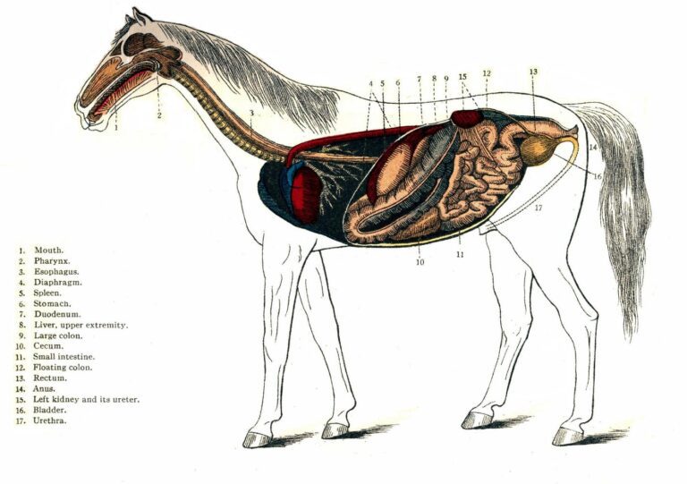 Cómo es la anatomía del cuerpo del caballo: Una guía detallada