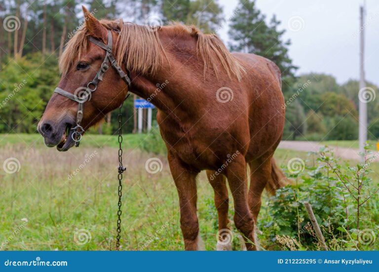 Cuánto cuesta el mantenimiento de un caballo al mes