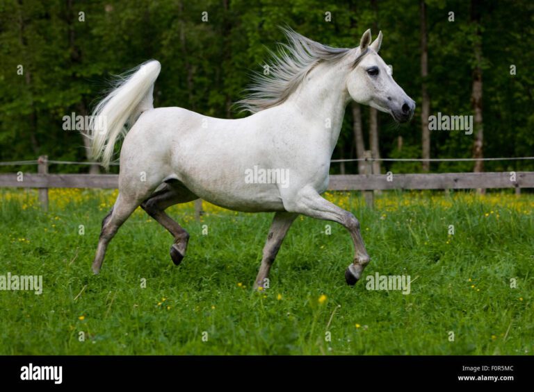 Qué características tiene el caballo árabe