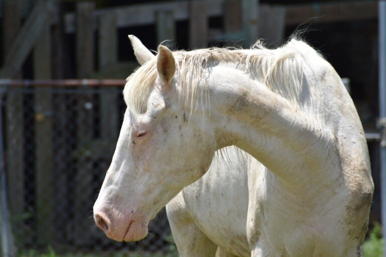 Cuál gen provoca el color albino en caballos