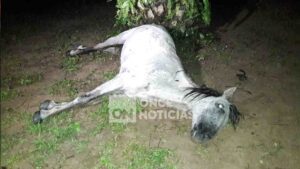 sellada caballo muerto