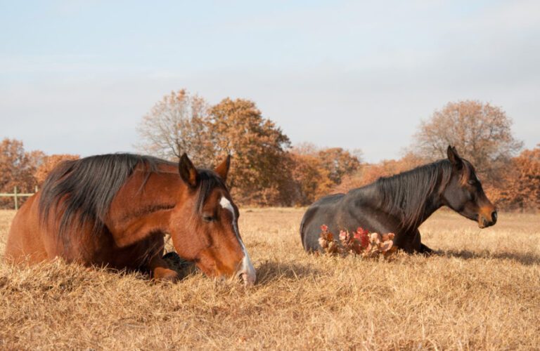 Cuántas horas duermen los caballos