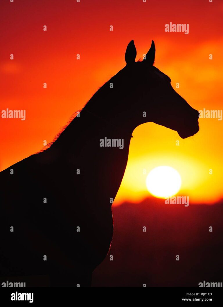 Cómo afecta el calor a los caballos