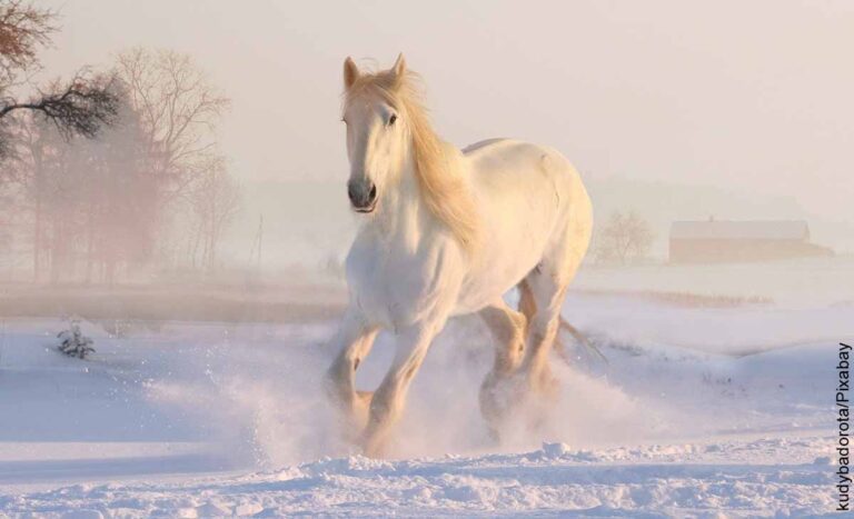 Qué significa soñar con un caballo y su jinete