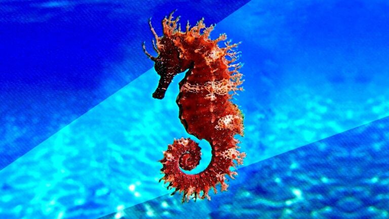 Dónde vive el caballito de mar y de qué se alimenta