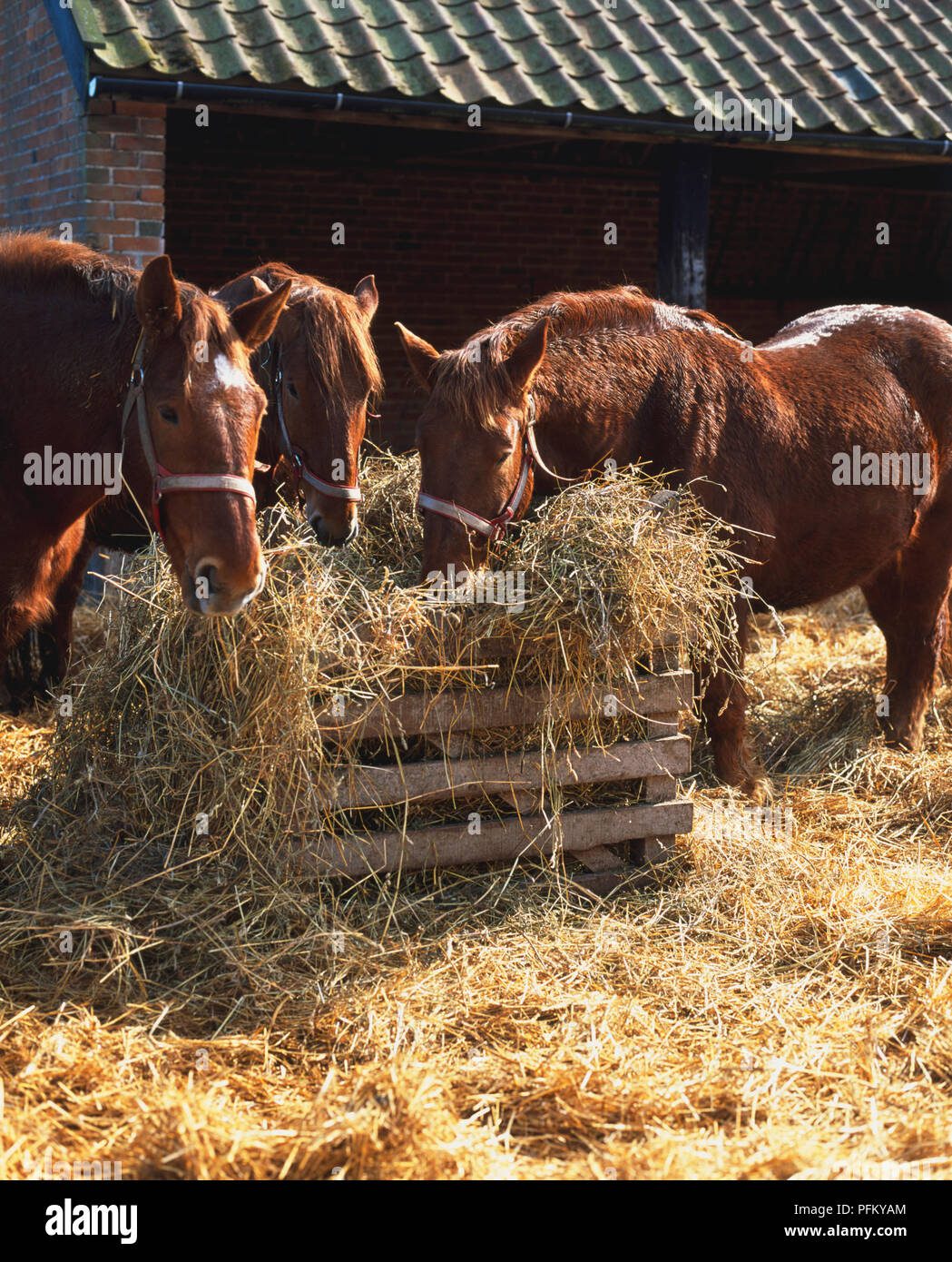 Caballos comiendo heno en un establo
