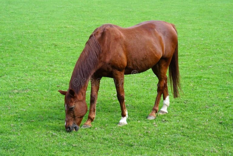 Cuánto cuesta mantener un caballo un mes