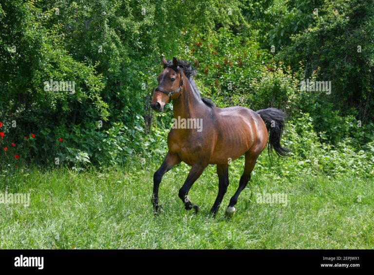 Qué significa el Año del Caballo en el horóscopo chino