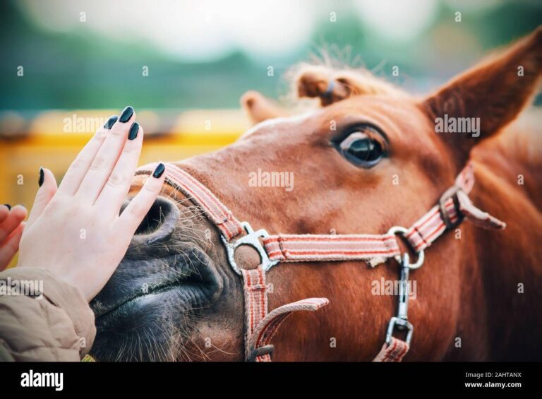 Qué significa el dicho de a caballo comedor cabestro corto