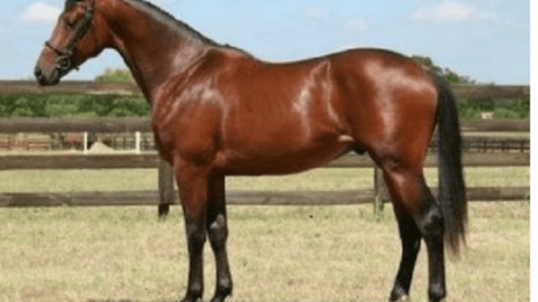 Cuánto vale el caballo del Canelo Álvarez