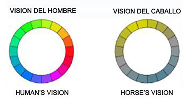 Qué colores pueden ver los caballos